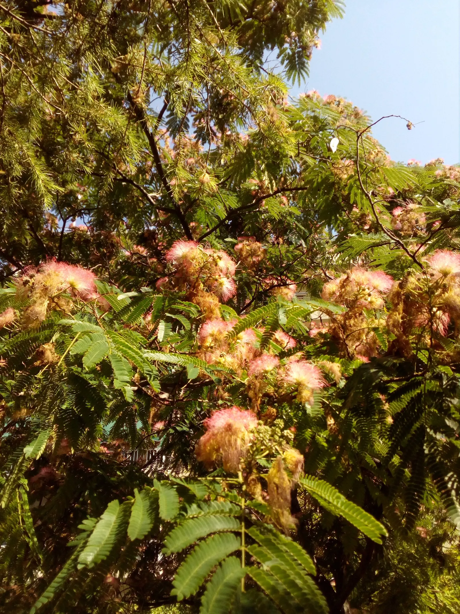 Silk Tree (Albizia Julibrissin) — gracefully close during the nighttime or when it rains; each pinnate flower cluster spans roughly 5 to 6 inches, image 122