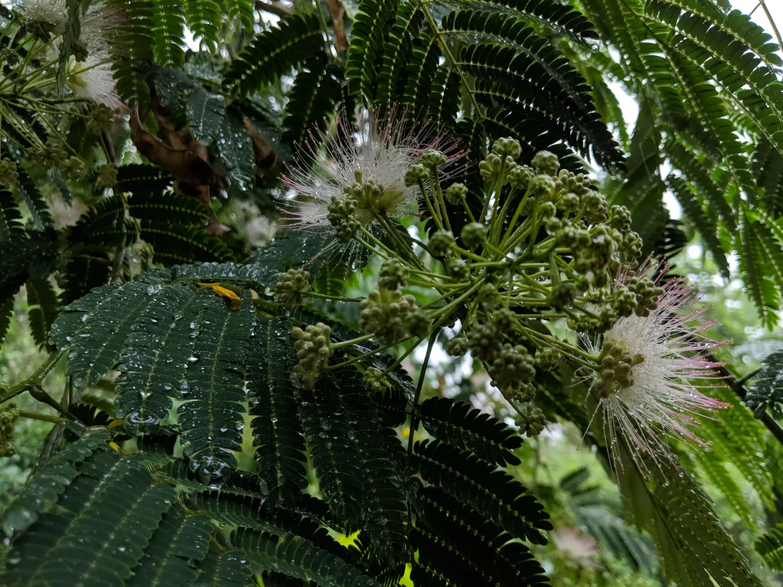 Silk Tree (Albizia Julibrissin) — Throughout the summer months, visitors will be enchanted by its fluffy, sweet-scented inflorescences; this, image 168