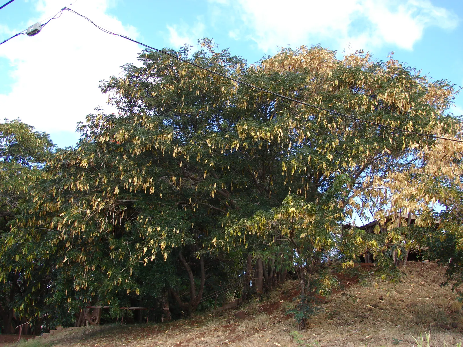 Silk Tree (Albizia Julibrissin) — tree for full or half; its exuberant blooms and serene canopy make it an alluring focal point in a diversity of, image 154