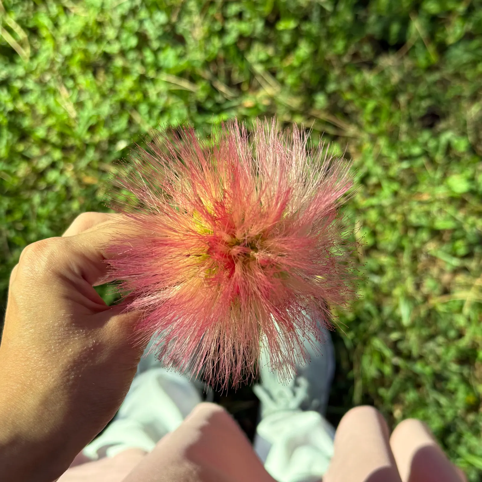 Silk Tree (Albizia Julibrissin) — each composed of hundreds of tiny leaflets; feathery leaves and showy pink, image 120