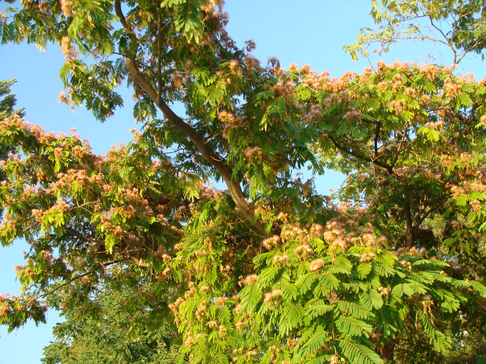Silk Tree (Albizia Julibrissin) — an adaptation referred to as nyctinasty; tree for full or half, image 167