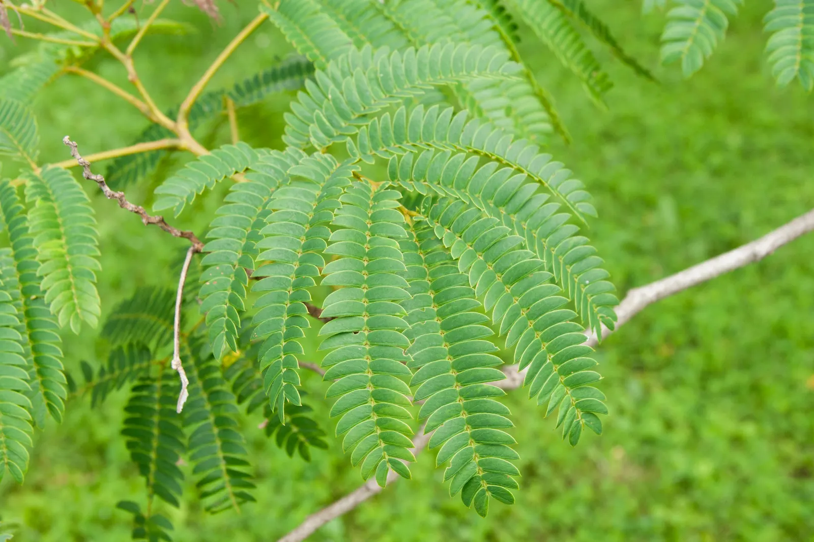 Silk Tree (Albizia Julibrissin) — an adaptation referred to as nyctinasty; tree for full or half, image 123
