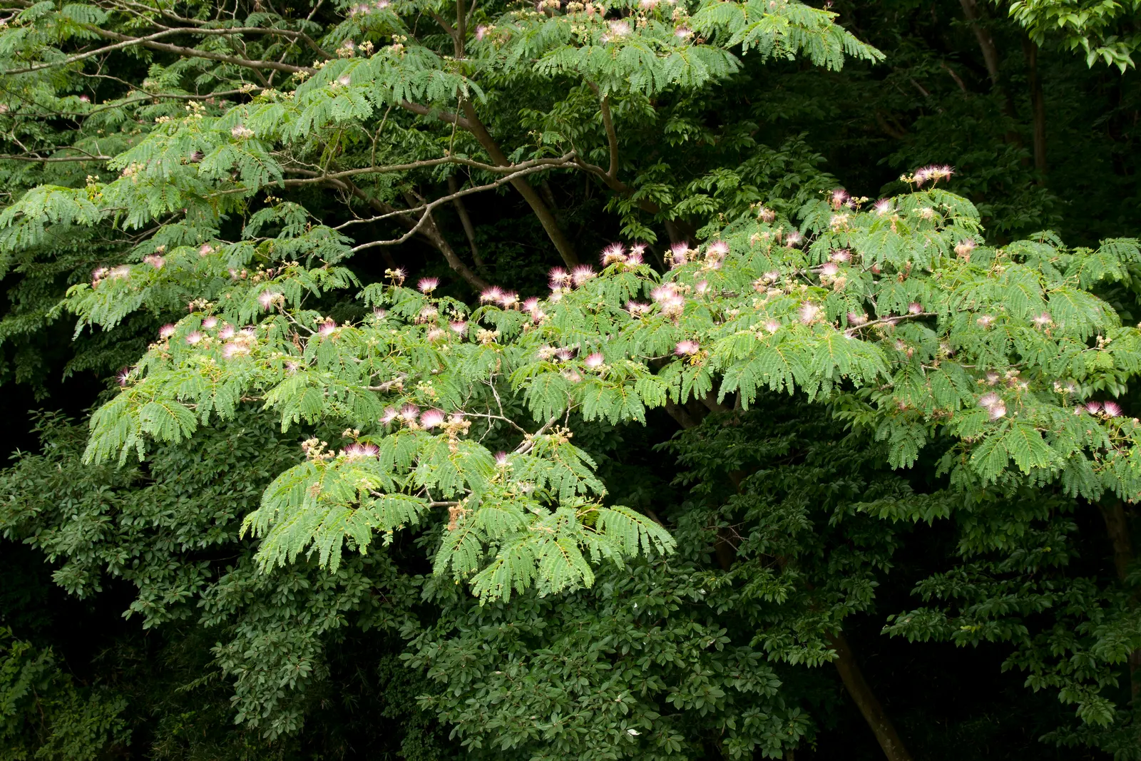 Silk Tree (Albizia Julibrissin) — feathery leaves and showy pink; its quick growth and unique texture add a tropical flair to temperate landscapes, image 177