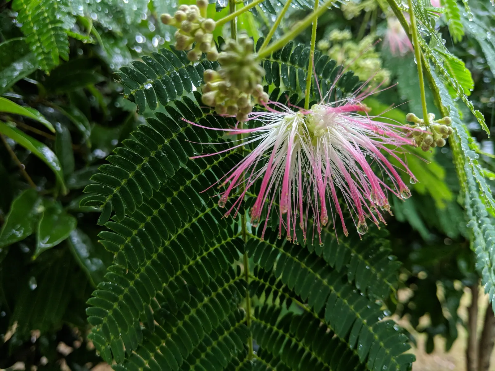 Silk Tree (Albizia Julibrissin) — which can spread as wide as 20 to 35 feet when mature; the tree typically reaches a moderate height of 15 to 25, image 52
