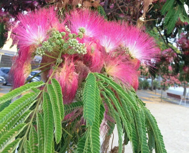 Silk Tree (Albizia Julibrissin) — feathery foliage and strikingly fluffy pink blossoms; the Silk Tree is relatively drought-tolerant once, image 182