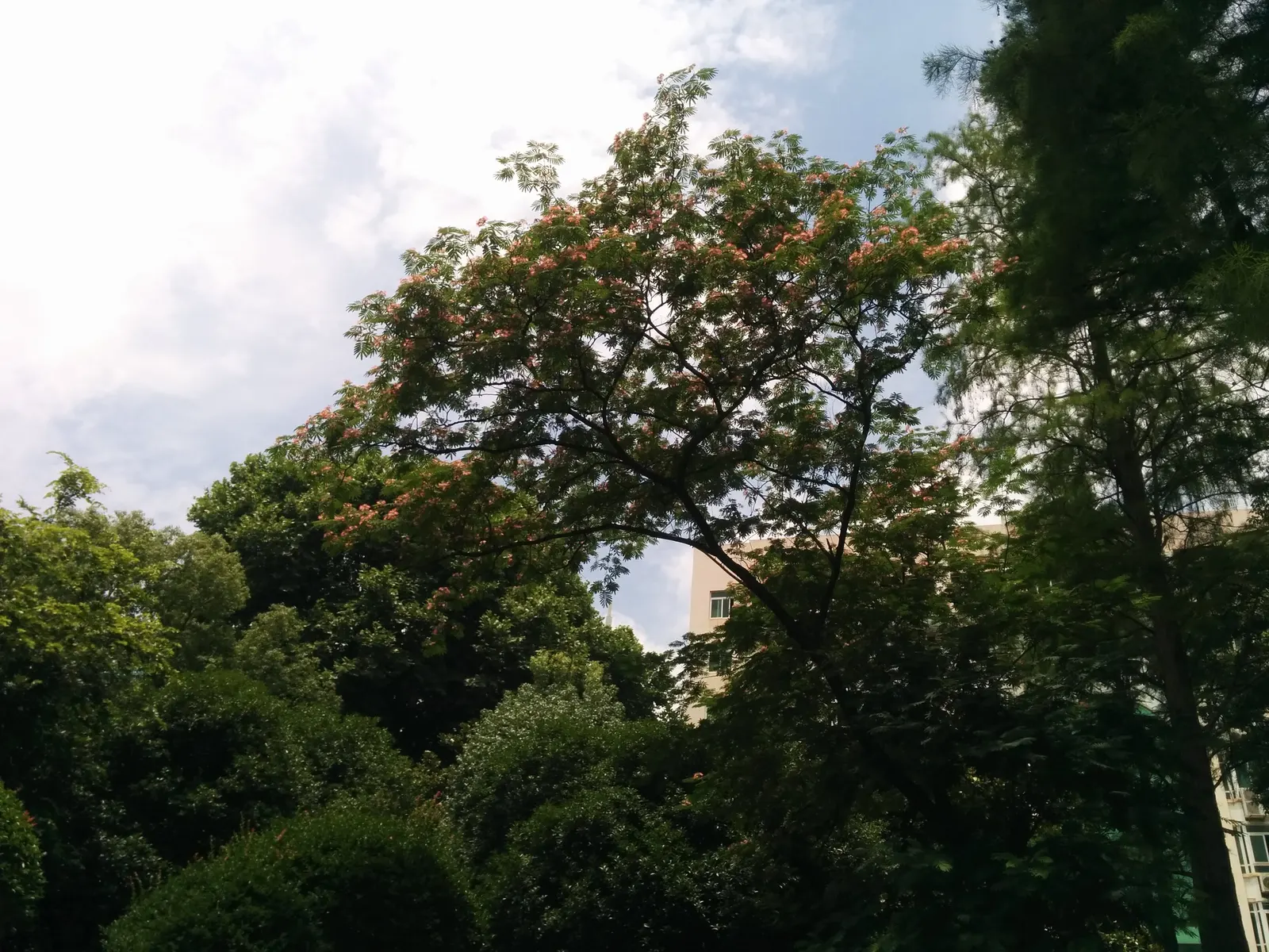 Silk Tree (Albizia Julibrissin) — this deciduous tree often graces landscapes with its broad; this deciduous tree grows swiftly to a height of, image 51
