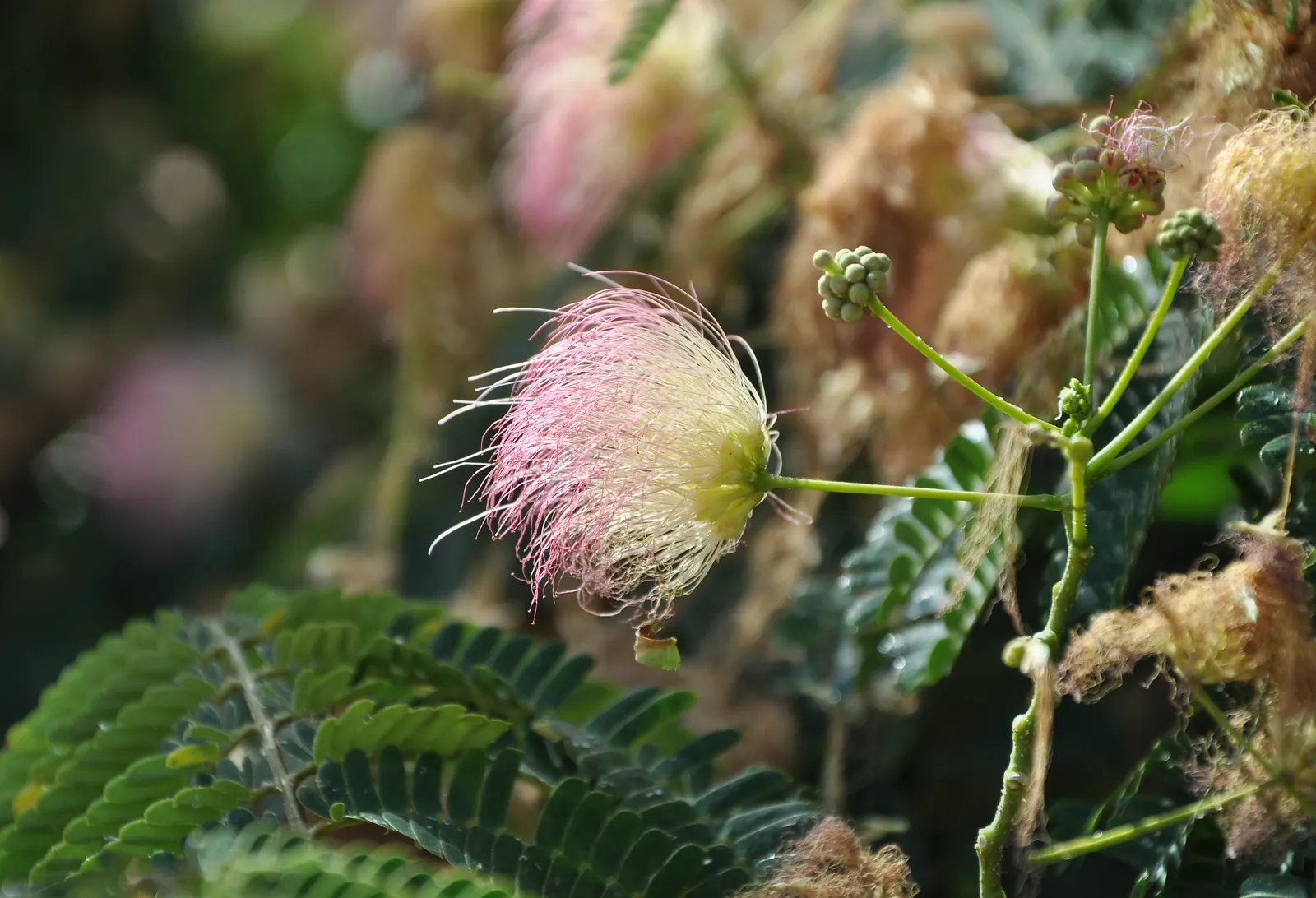 Silk Tree (Albizia Julibrissin) — pink flowers in the garden; is a captivating ornamental species known for its lush, image 130