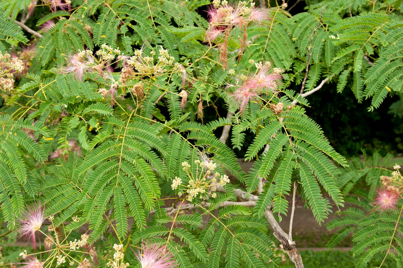 Silk Tree (Albizia Julibrissin) — Throughout the summer months, visitors will be enchanted by its fluffy, sweet-scented inflorescences; this, image 124