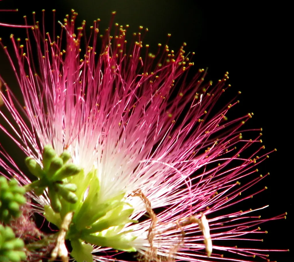 Silk Tree (Albizia Julibrissin) — Its quick growth and unique texture add a tropical flair to temperate landscapes; zones 6-9, it thrives in full, image 114