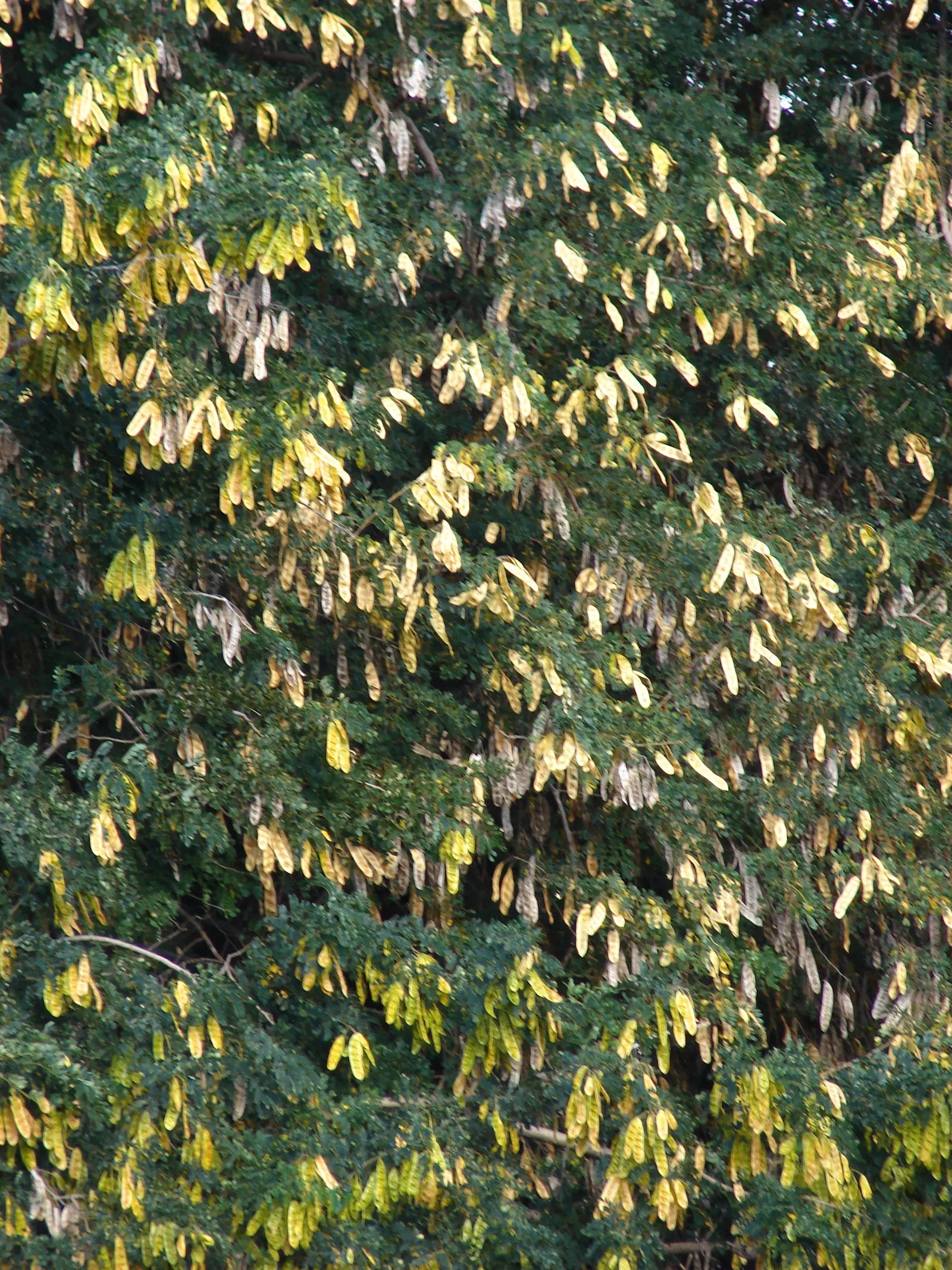 Silk Tree (Albizia Julibrissin) — tree with pink blooms; gracefully close during the nighttime or when it rains, image 109