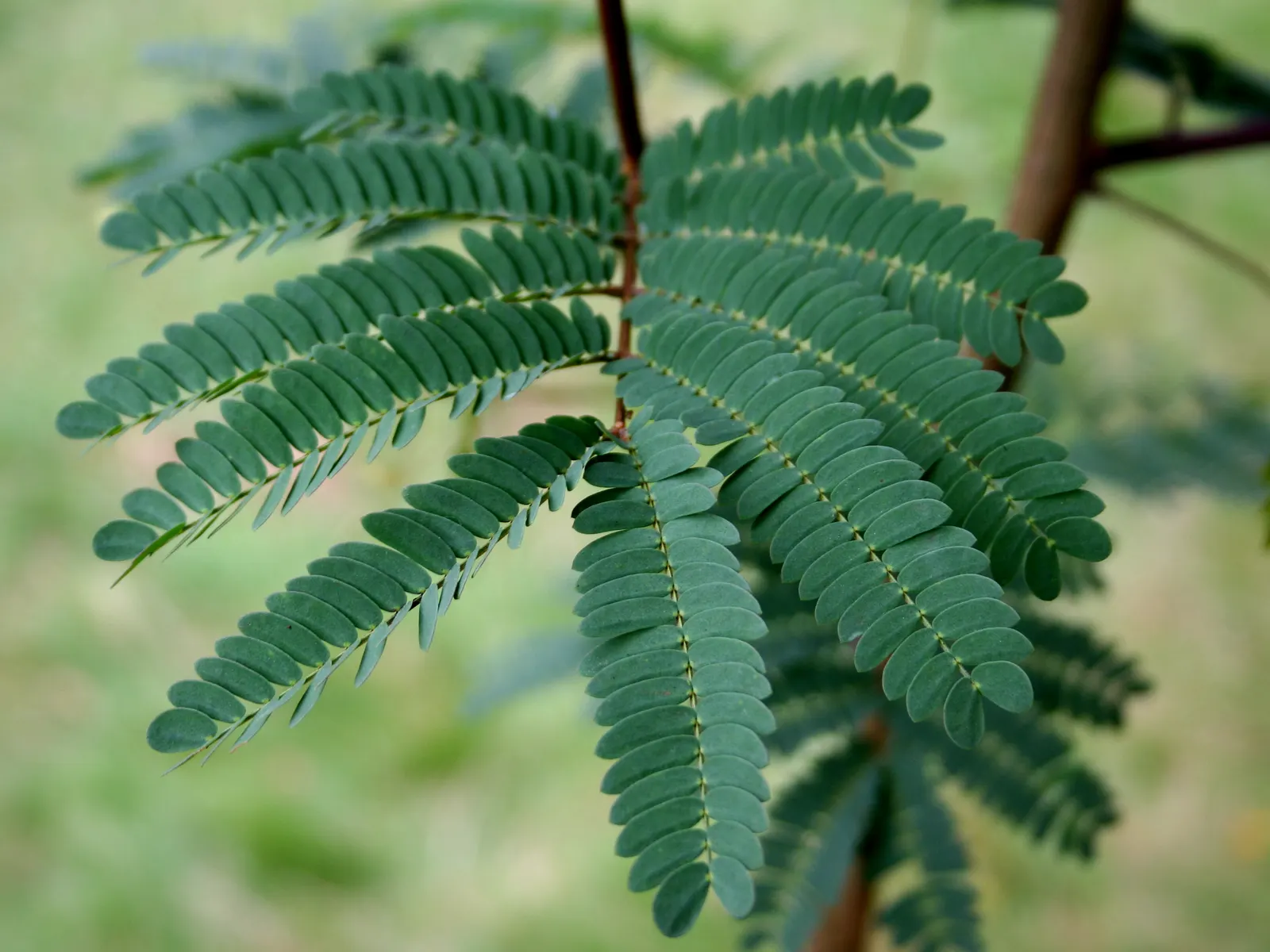 Silk Tree (Albizia Julibrissin) — tree with pink blooms; gracefully close during the nighttime or when it rains
