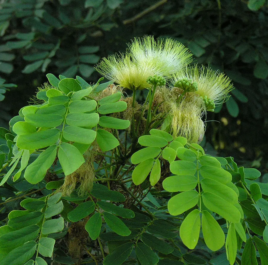 Silk Tree (Albizia Julibrissin) — Each pinnate flower cluster spans roughly 5 to 6 inches across; throughout the summer months, visitors will be, image 125