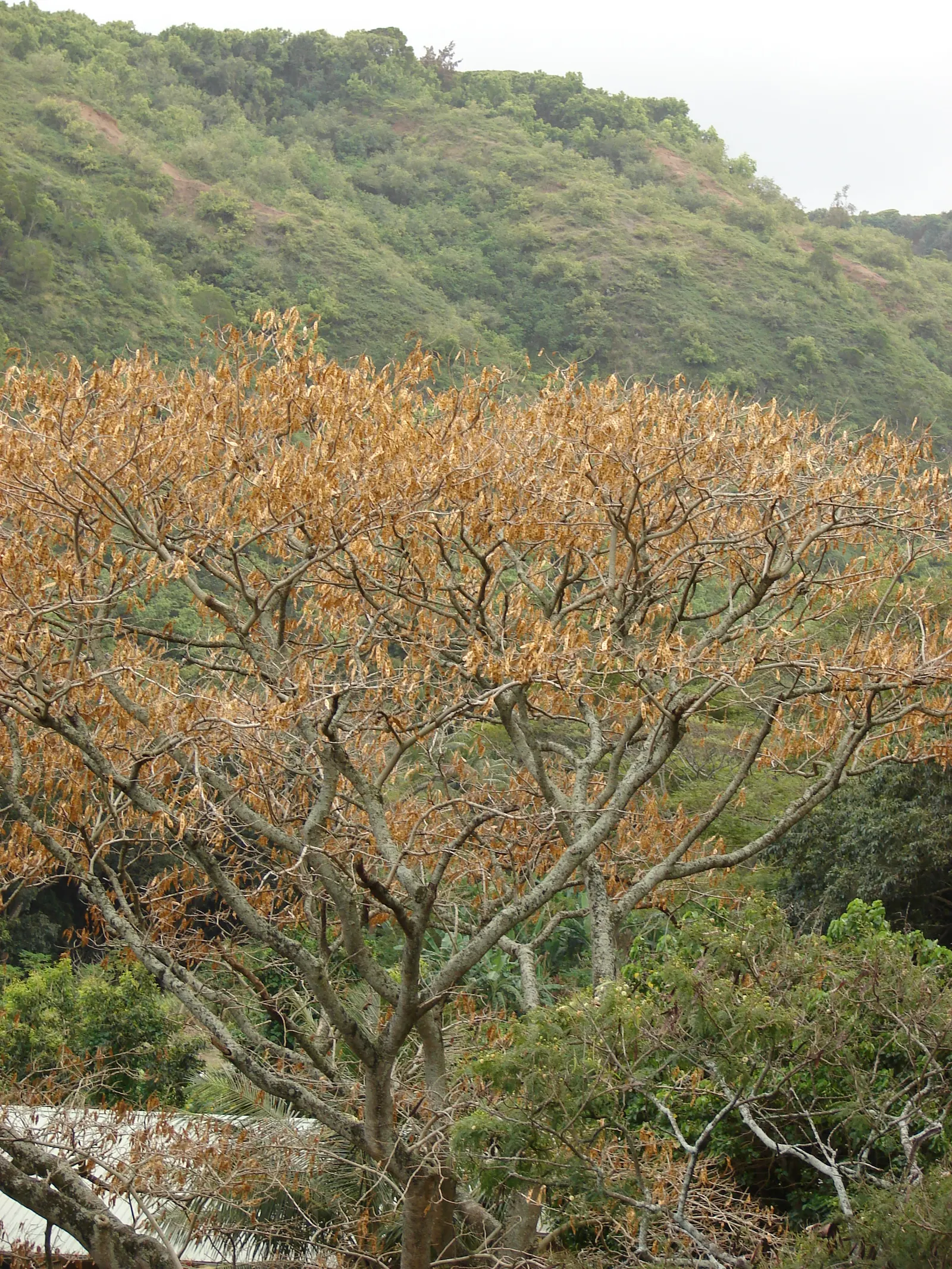 Silk Tree (Albizia Julibrissin) — This deciduous tree grows swiftly to a height of 20-35 feet with a spread of 15-25 feet; measuring 10 to 20, image 112