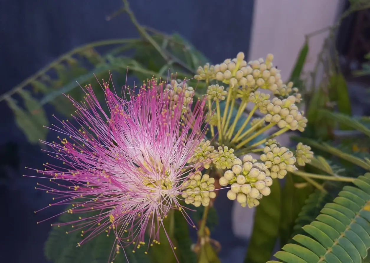 Silk Tree (Albizia Julibrissin) — Each pinnate flower cluster spans roughly 5 to 6 inches across; throughout the summer months, visitors will be enchanted by
