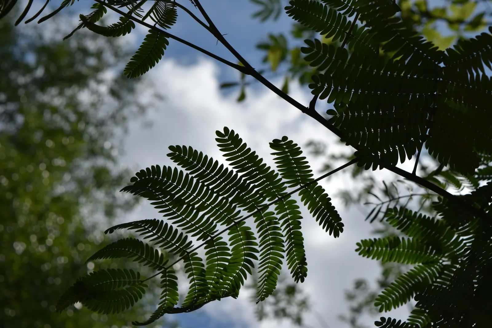 Silk Tree (Albizia Julibrissin) — It demands well-drained soil conditions but can adapt modestly to various soil types; tree with pink blooms