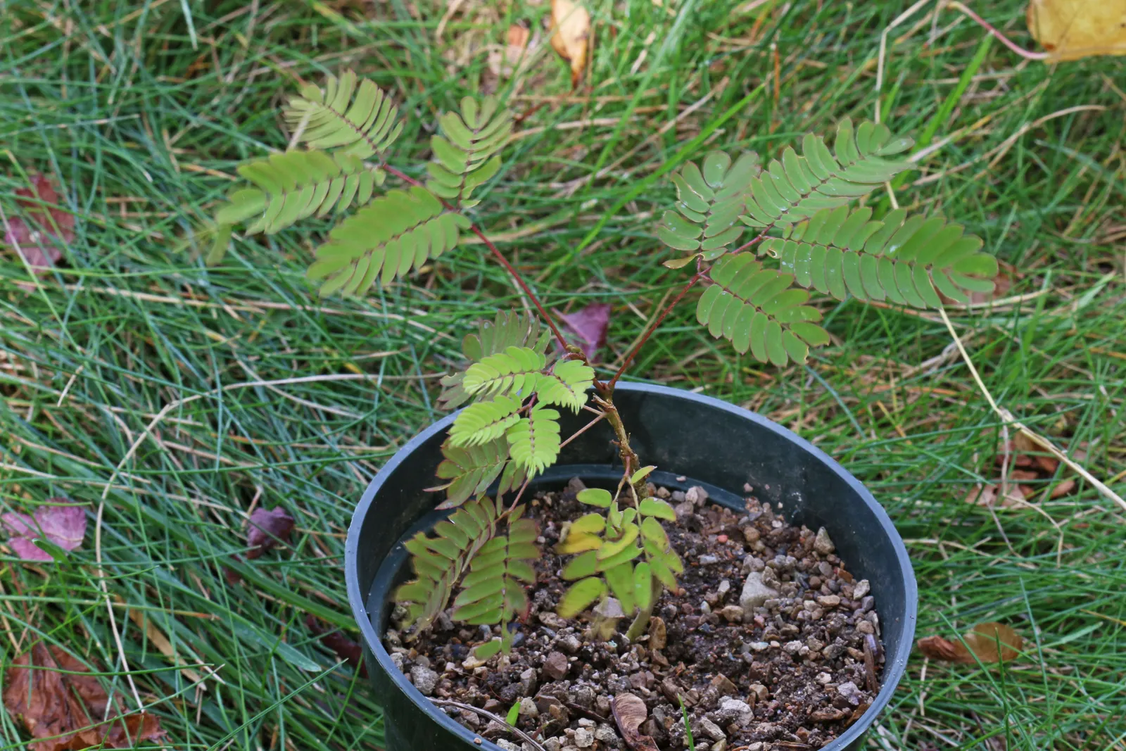 Silk Tree (Albizia Julibrissin) — feathery foliage and strikingly fluffy pink blossoms