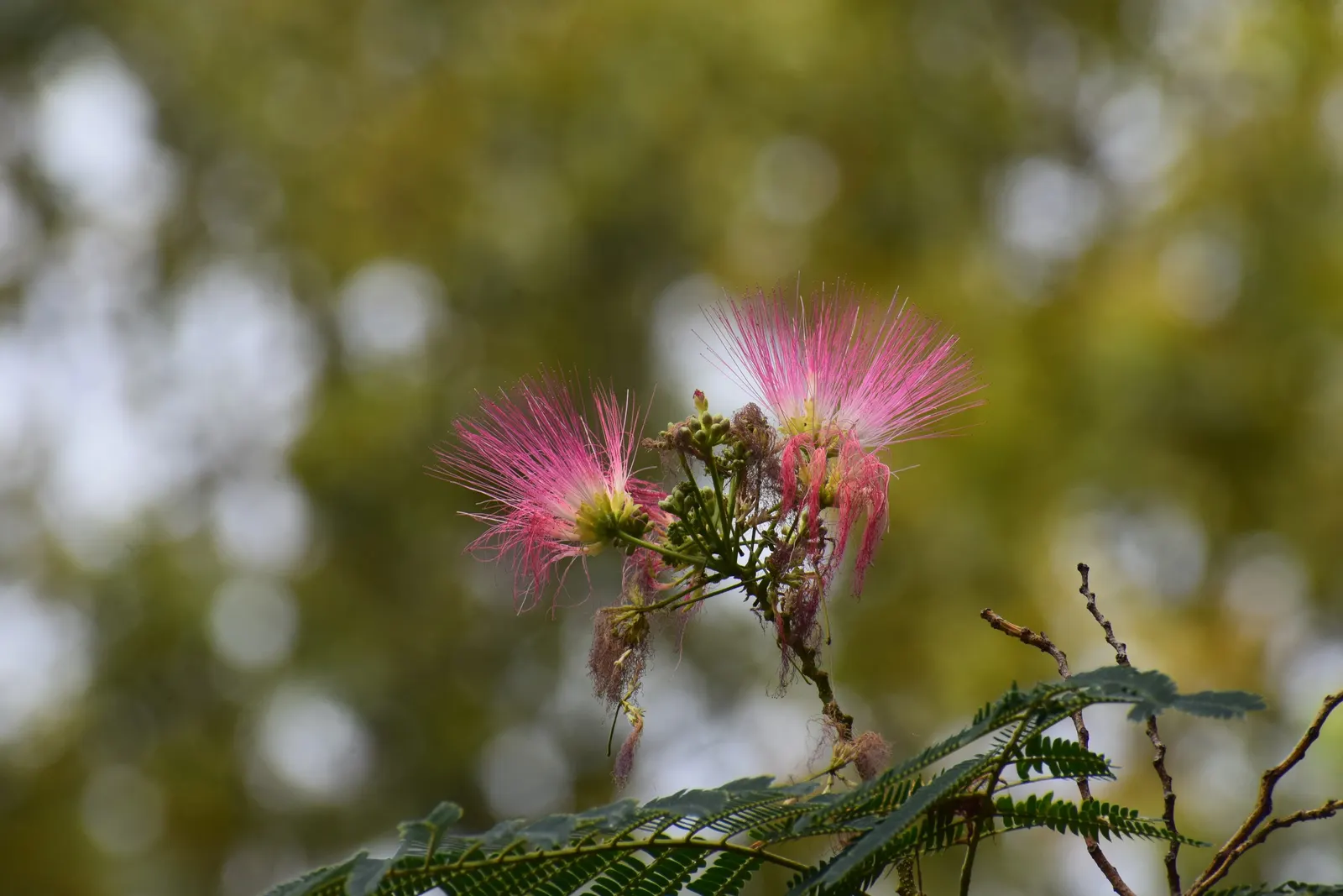 Silk Tree (Albizia Julibrissin) — pink flowers in the garden; is a captivating ornamental species known for its lush
