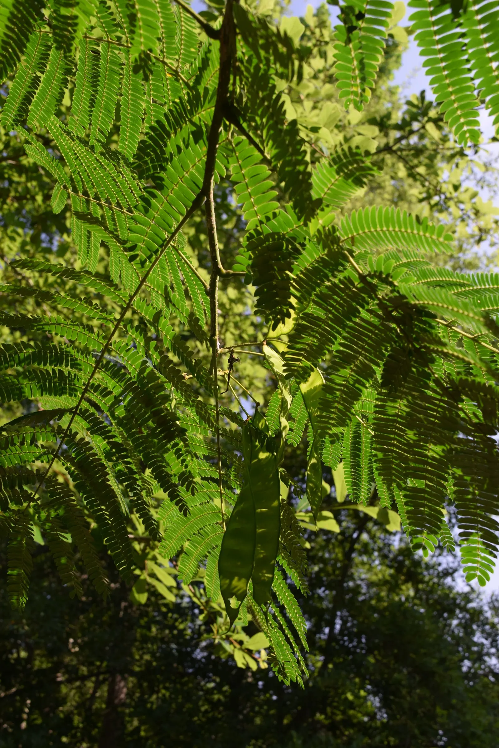 Silk Tree (Albizia Julibrissin) — tree for full or half; its exuberant blooms and serene canopy make it an alluring focal point in a diversity of landscape
