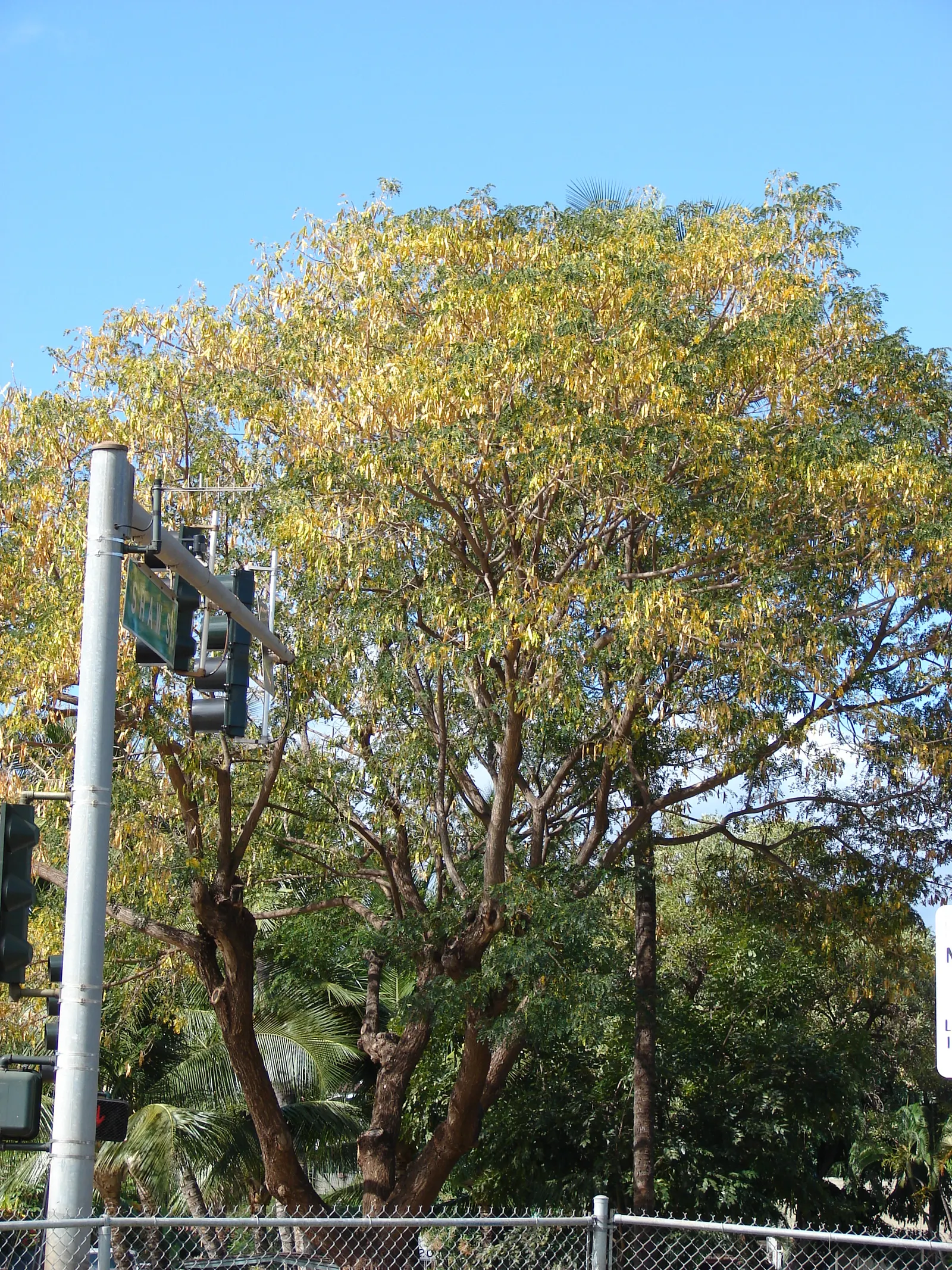 Silk Tree (Albizia Julibrissin) — tree for full or half; its exuberant blooms and serene canopy make it an alluring focal point in a diversity of, image 110