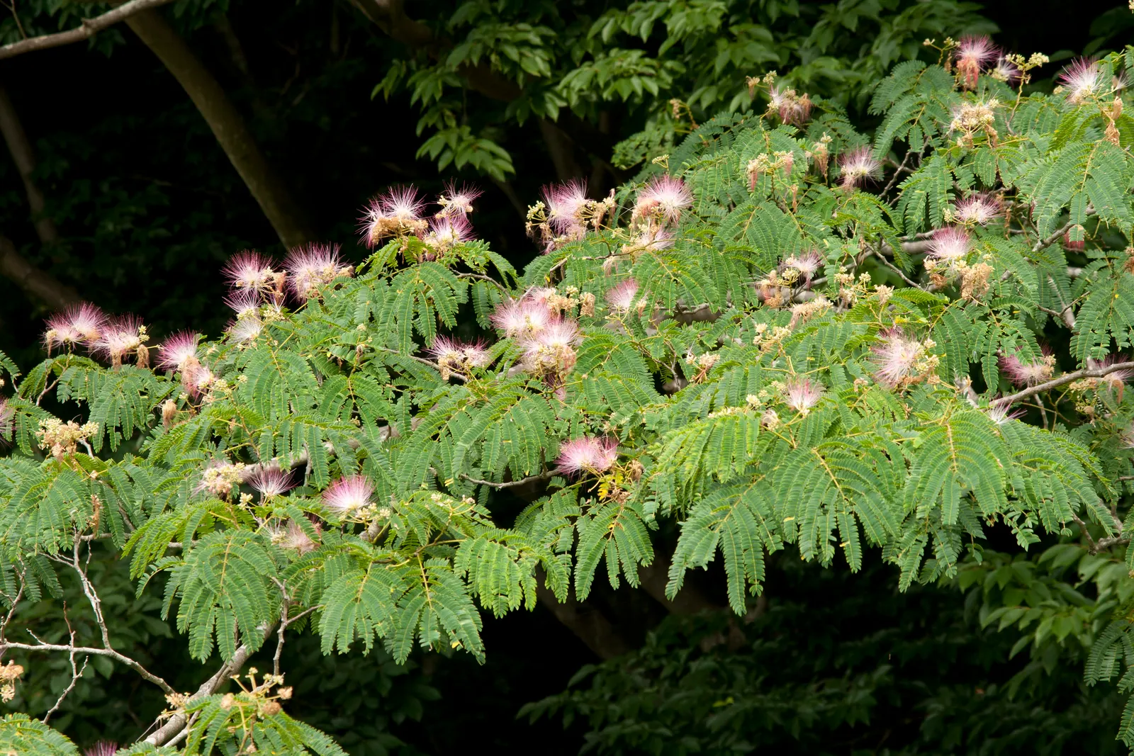 Silk Tree (Albizia Julibrissin) — each composed of hundreds of tiny leaflets; feathery leaves and showy pink, image 186