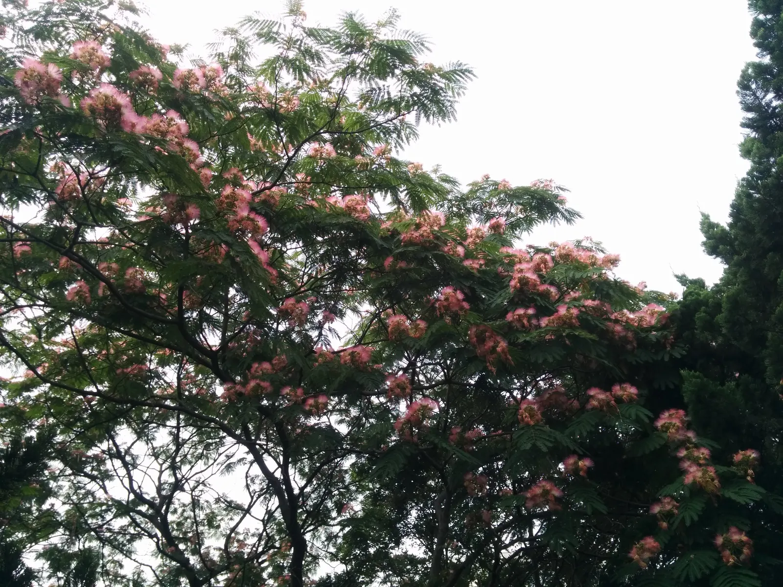Silk Tree (Albizia Julibrissin) — The tree typically reaches a moderate height of 15 to 25 feet; it demands well-drained soil conditions but can, image 185