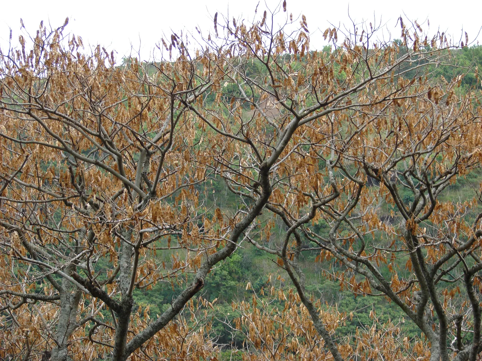 Silk Tree (Albizia Julibrissin) — feathery leaves and showy pink; its quick growth and unique texture add a tropical flair to temperate landscapes, image 155