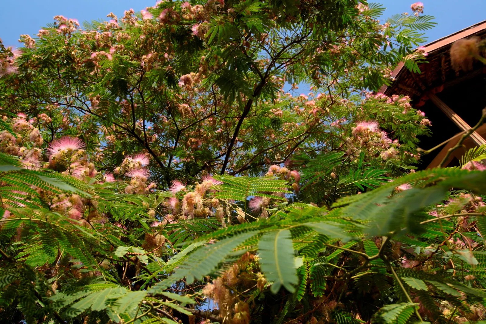 Silk Tree (Albizia Julibrissin) — tree with pink blooms; gracefully close during the nighttime or when it rains, image 131