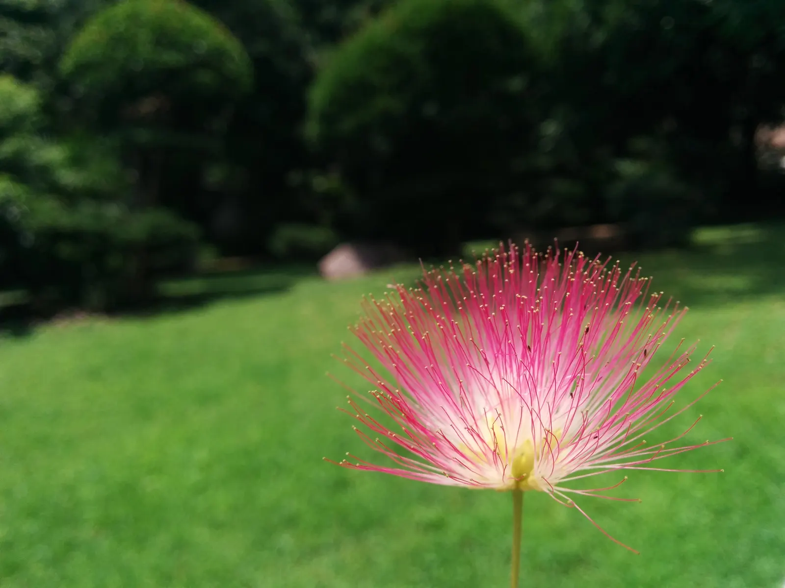 Silk Tree (Albizia Julibrissin) — Its quick growth and unique texture add a tropical flair to temperate landscapes; zones 6-9, it thrives in full, image 48