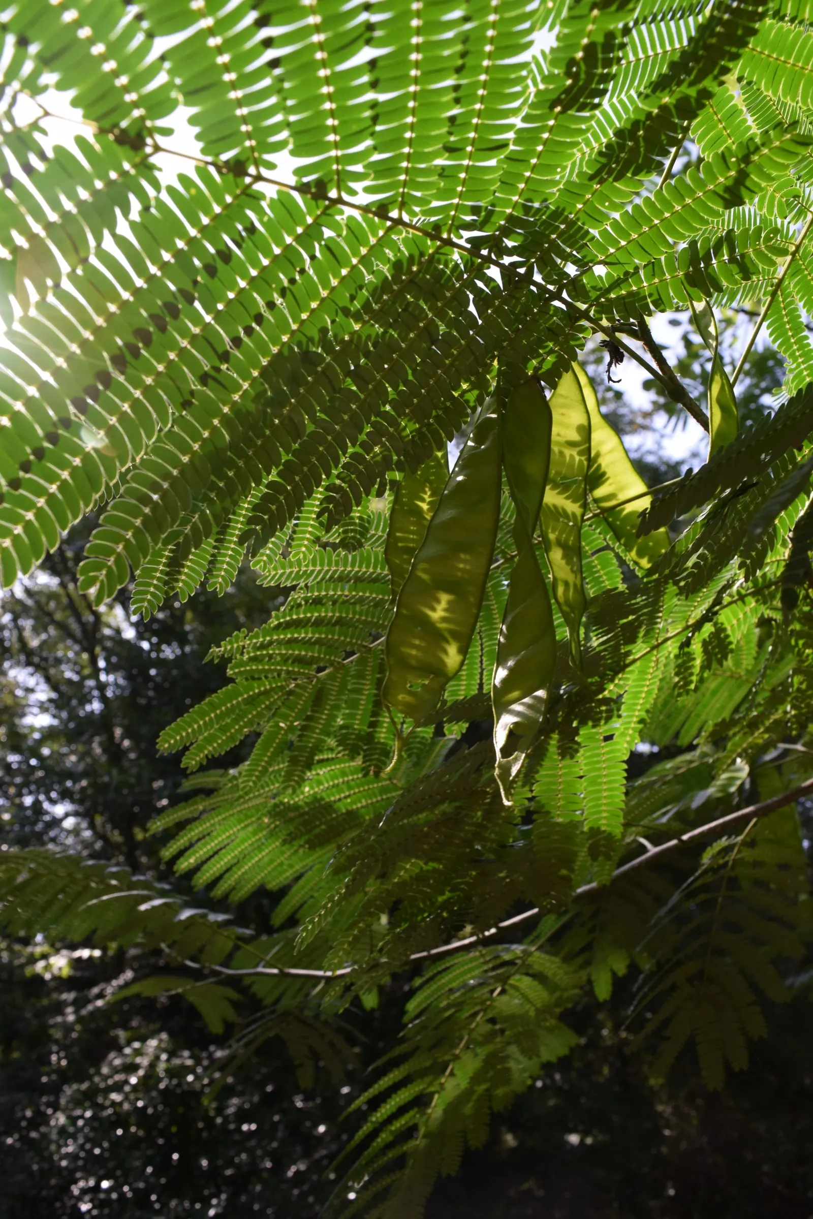 Silk Tree (Albizia Julibrissin) — its exuberant blooms and serene canopy make it an alluring focal point in a diversity of landscape designs; pink flowers in