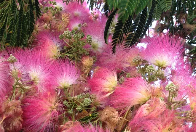 Silk Tree (Albizia Julibrissin) — tree for full or half; its exuberant blooms and serene canopy make it an alluring focal point in a diversity of, image 132
