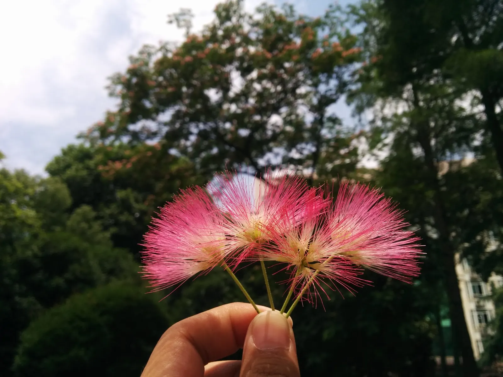 Silk Tree (Albizia Julibrissin) — This deciduous tree grows swiftly to a height of 20-35 feet with a spread of 15-25 feet; measuring 10 to 20, image 46