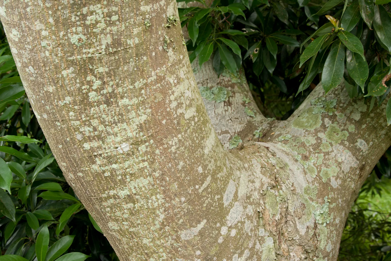 Silk Tree (Albizia Julibrissin) — The tree typically reaches a moderate height of 15 to 25 feet; it demands well-drained soil conditions but can, image 119