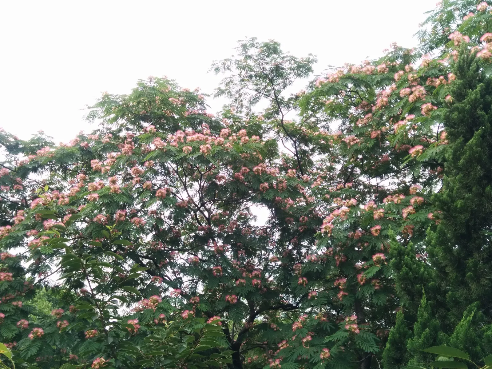 Silk Tree (Albizia Julibrissin) — zones 6-9, it thrives in full sun and well-drained soil; making it an attractive and low-maintenance option for, image 47
