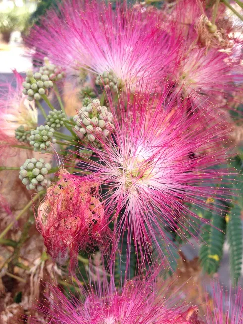 Silk Tree (Albizia Julibrissin) — feathery leaves and showy pink; its quick growth and unique texture add a tropical flair to temperate landscapes, image 133