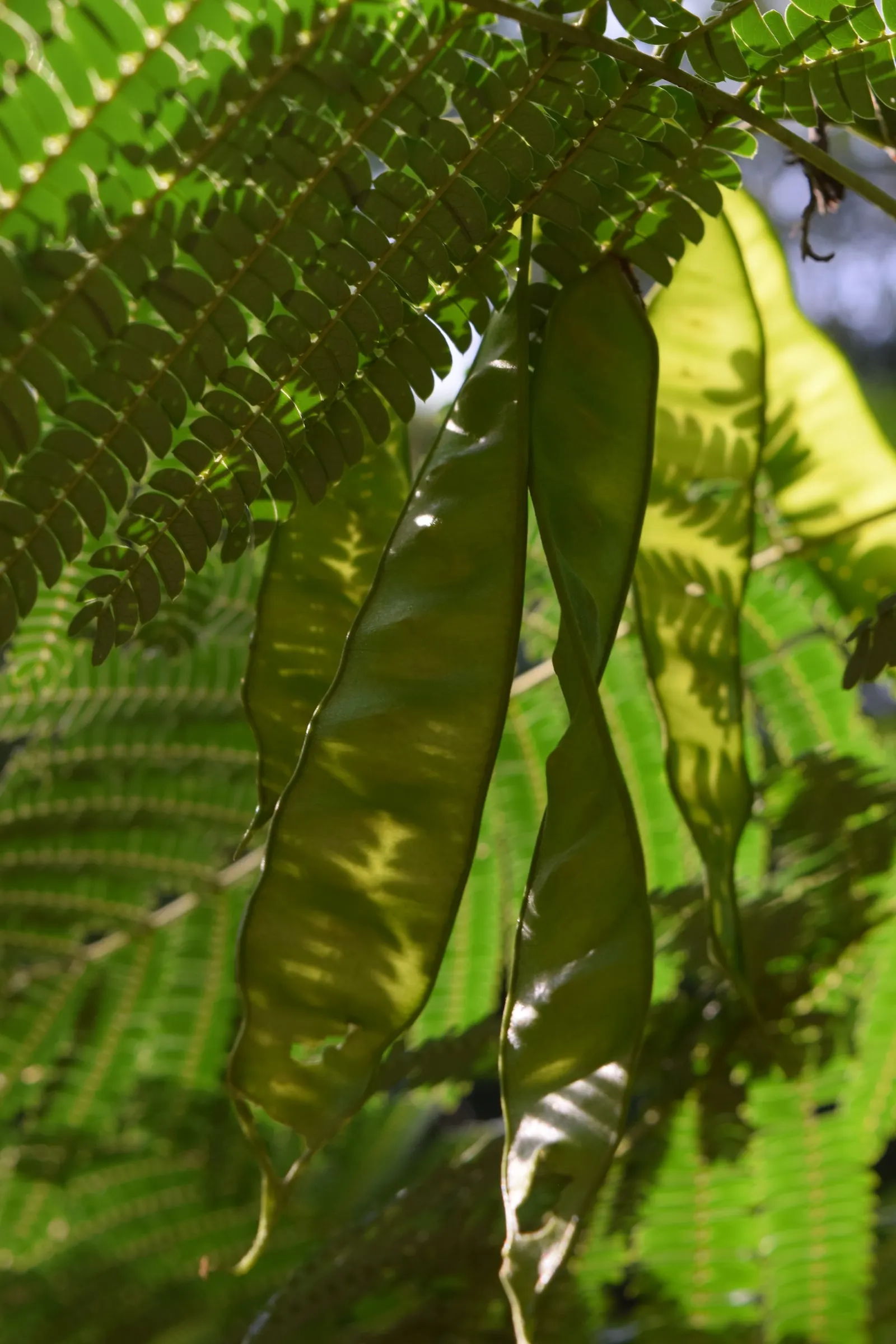 Silk Tree (Albizia Julibrissin) — The Silk Tree is relatively drought-tolerant once established and has a rapid growth rate; feathery foliage and strikingly