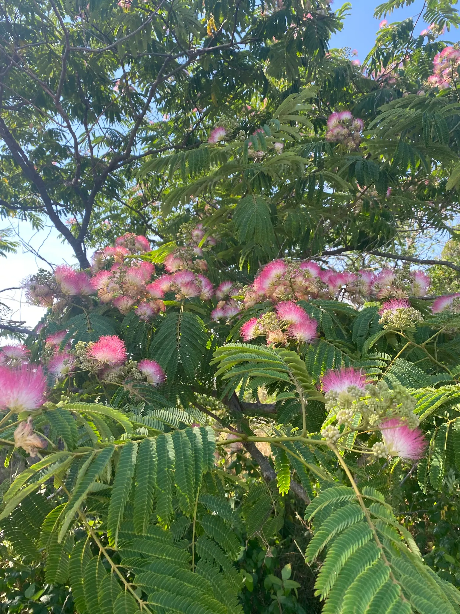 Silk Tree (Albizia Julibrissin) — each composed of hundreds of tiny leaflets; feathery leaves and showy pink, image 54