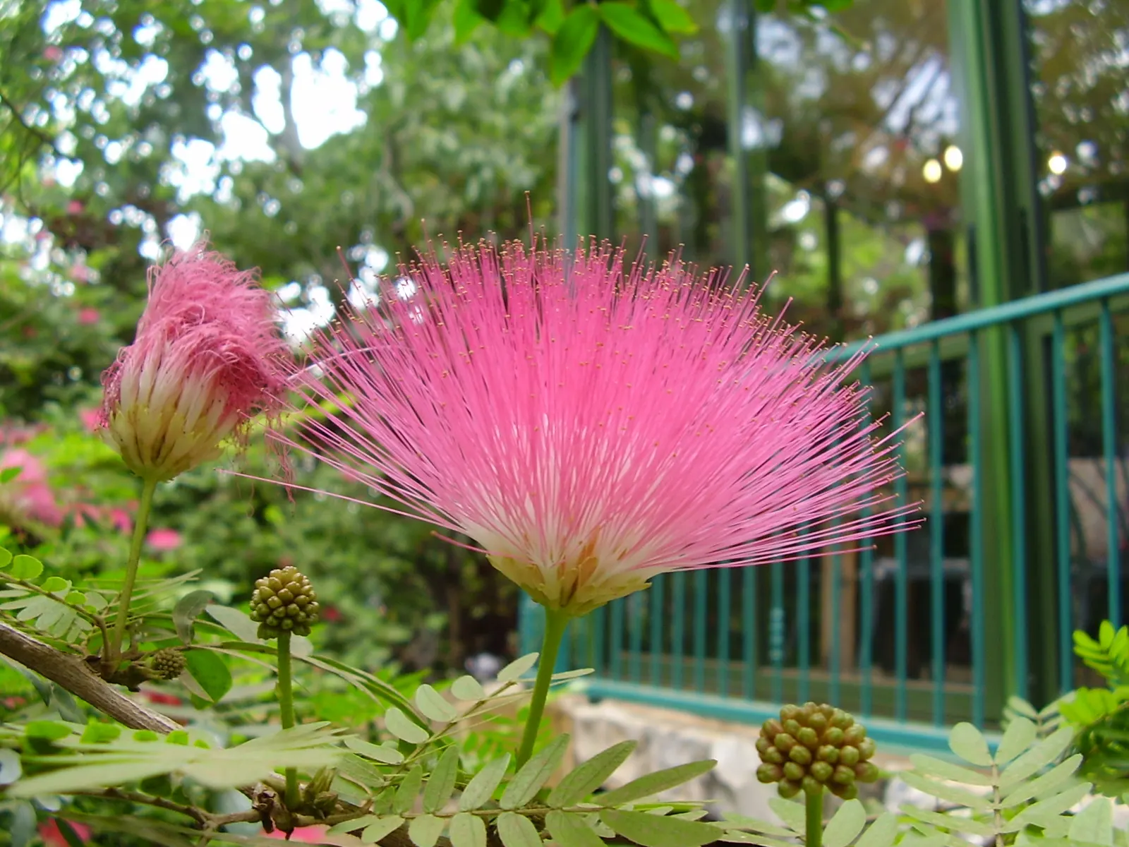 Silk Tree (Albizia Julibrissin) — measuring 10 to 20 inches long; which can spread as wide as 20 to 35 feet when mature