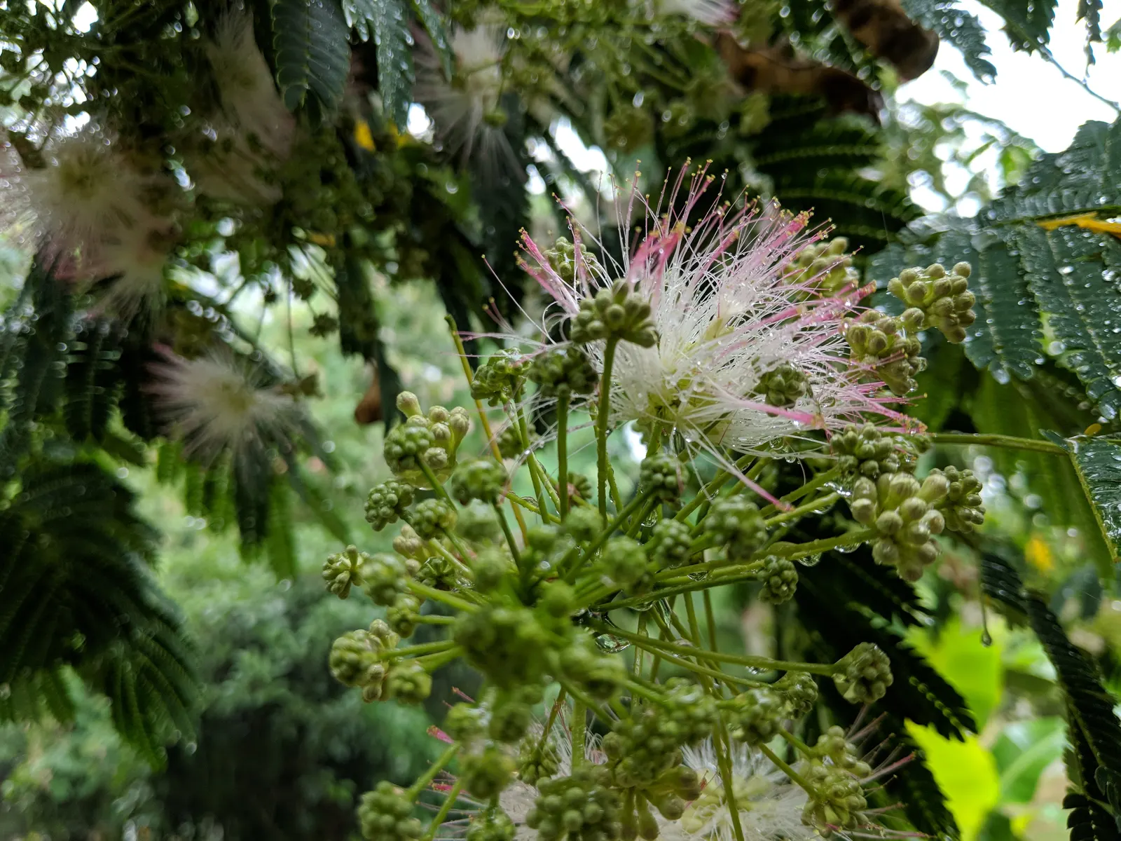 Silk Tree (Albizia Julibrissin) — making it an attractive and low-maintenance option for gardeners seeking immediate impact; an adaptation referred, image 172