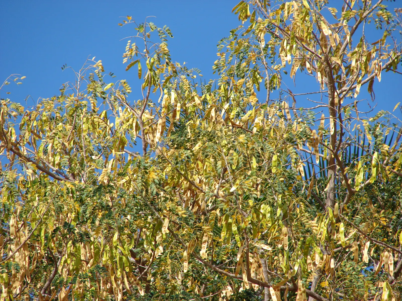Silk Tree (Albizia Julibrissin) — feathery leaves and showy pink; its quick growth and unique texture add a tropical flair to temperate landscapes, image 111