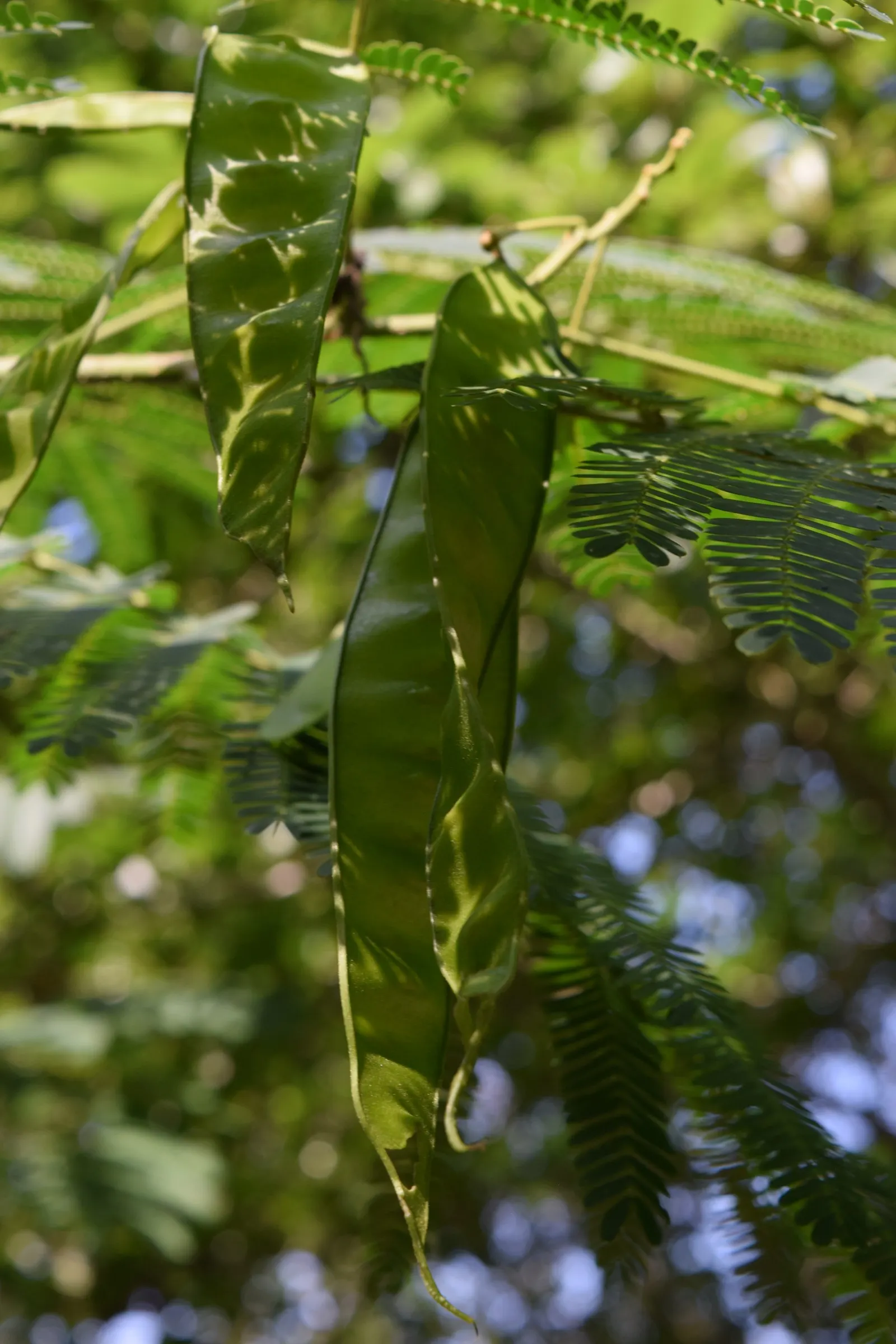 Silk Tree (Albizia Julibrissin) — making it an attractive and low-maintenance option for gardeners seeking immediate impact; an adaptation referred to as