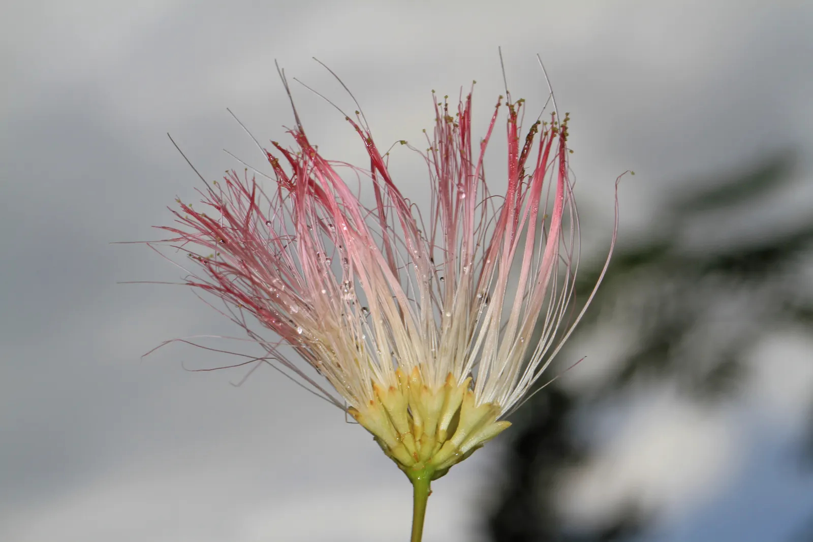 Silk Tree (Albizia Julibrissin) — Throughout the summer months, visitors will be enchanted by its fluffy, sweet-scented inflorescences; this deciduous tree