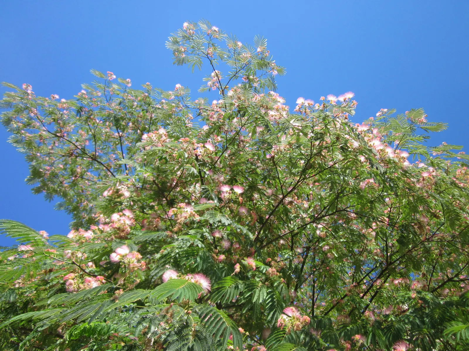 Silk Tree (Albizia Julibrissin) — The Silk Tree is relatively drought-tolerant once established and has a rapid growth rate; feathery foliage and, image 61