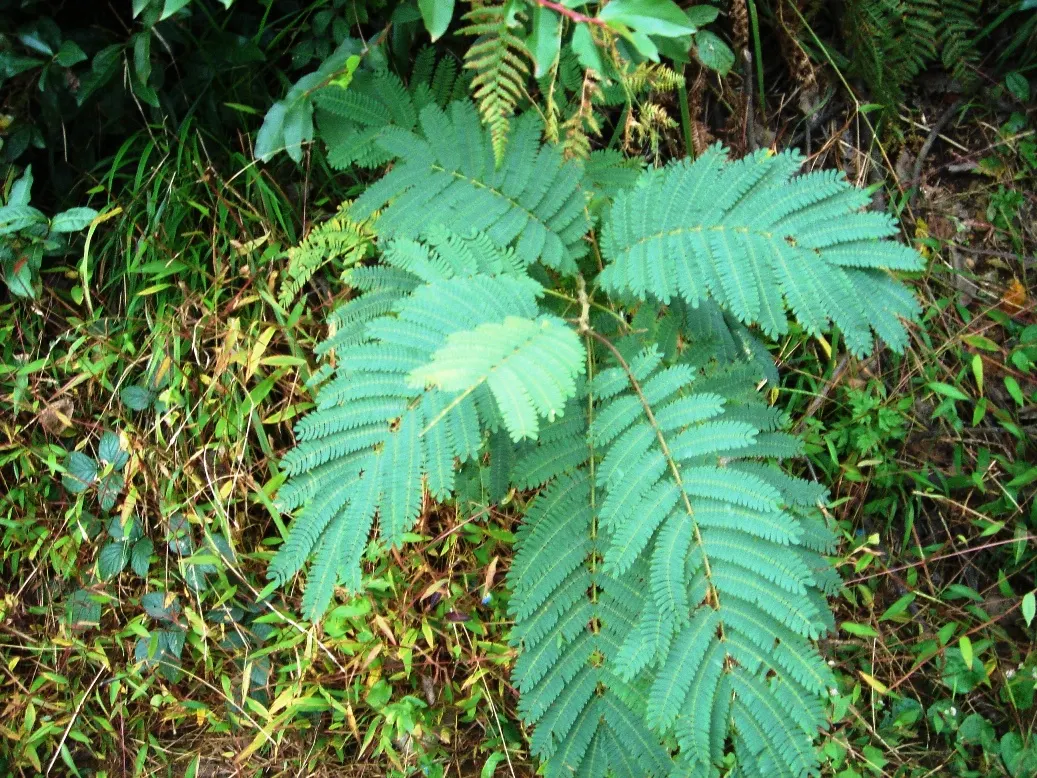 Silk Tree (Albizia Julibrissin) — its exuberant blooms and serene canopy make it an alluring focal point in a diversity of landscape designs; pink, image 63