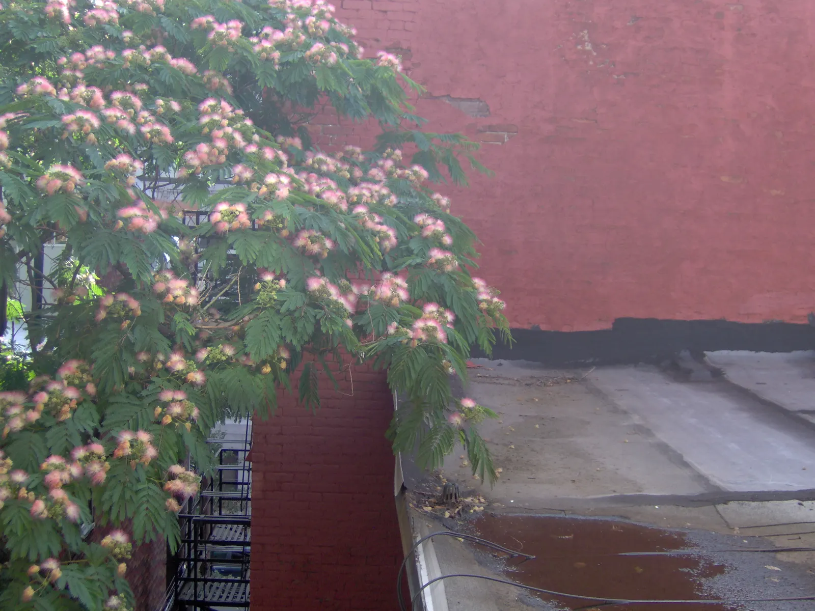 Silk Tree (Albizia Julibrissin) — tree for full or half; its exuberant blooms and serene canopy make it an alluring focal point in a diversity of, image 66