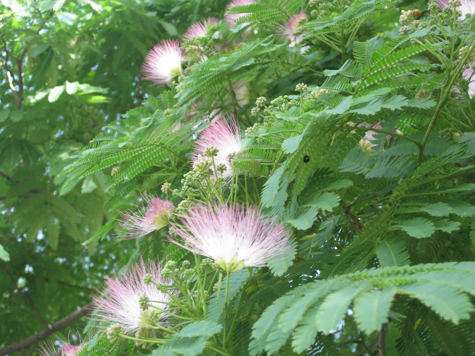 Silk Tree (Albizia Julibrissin) — is a captivating ornamental species known for its lush; each composed of hundreds of tiny leaflets, image 71
