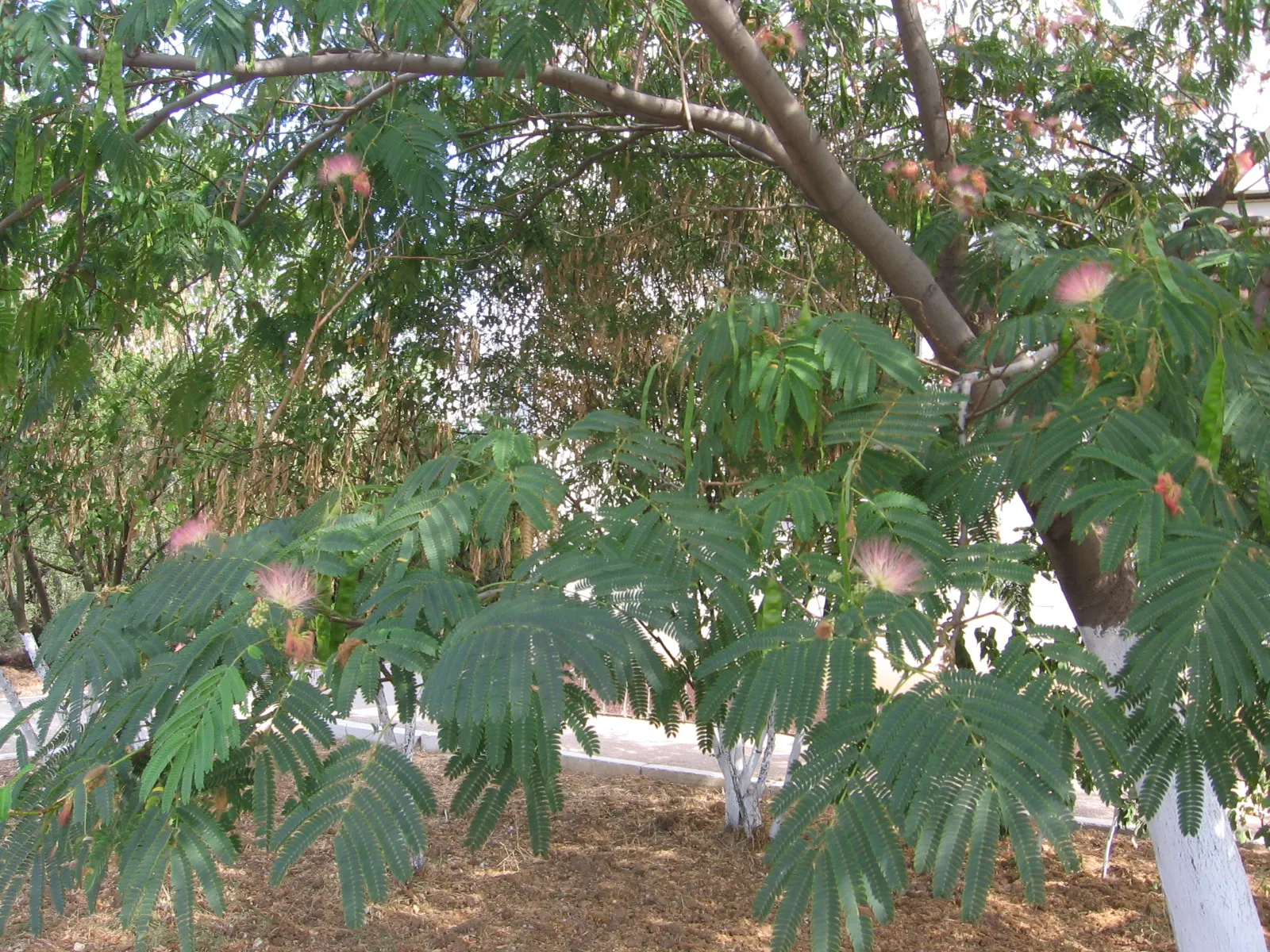 Silk Tree (Albizia Julibrissin) — It demands well-drained soil conditions but can adapt modestly to various soil types; tree with pink blooms, image 148