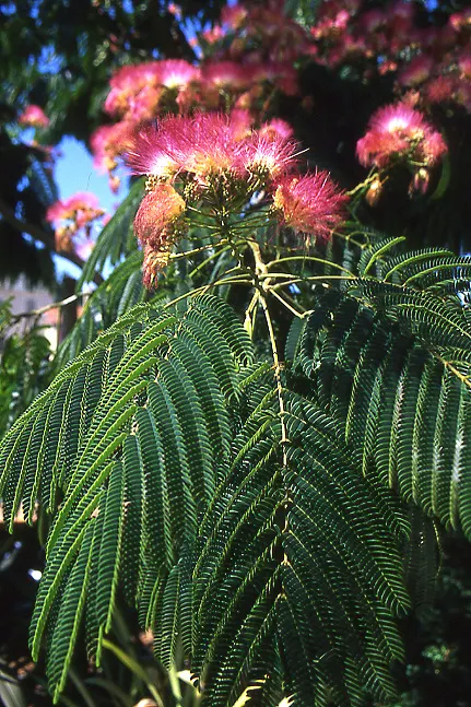 Silk Tree (Albizia Julibrissin) — The tree typically reaches a moderate height of 15 to 25 feet; it demands well-drained soil conditions but can, image 163