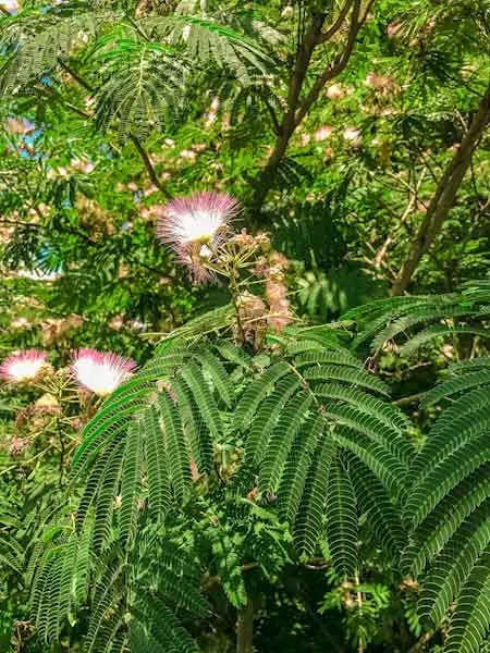 Silk Tree (Albizia Julibrissin) — which can spread as wide as 20 to 35 feet when mature; the tree typically reaches a moderate height of 15 to 25, image 74