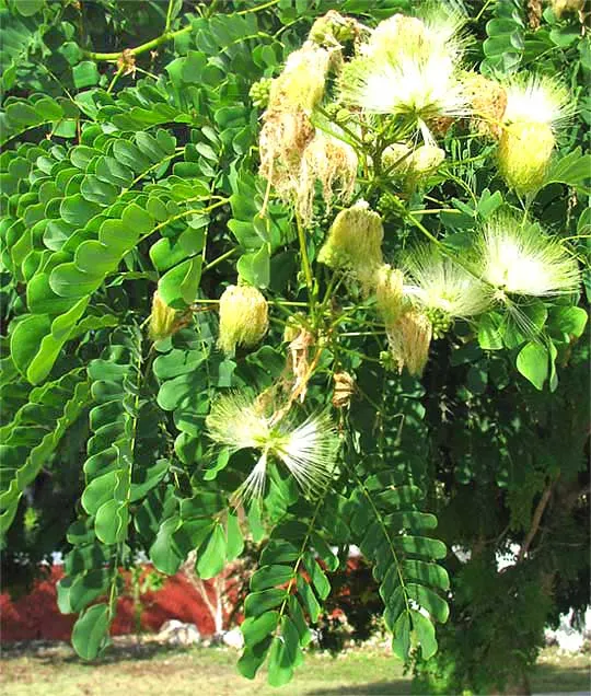 Silk Tree (Albizia Julibrissin) — Its quick growth and unique texture add a tropical flair to temperate landscapes; zones 6-9, it thrives in full, image 136