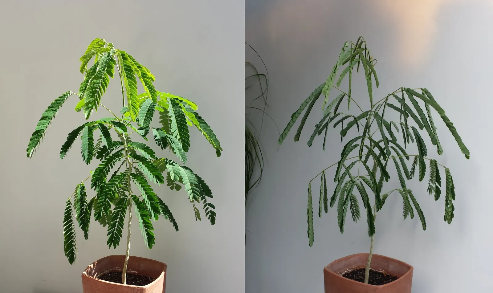 Silk Tree (Albizia Julibrissin) — its exuberant blooms and serene canopy make it an alluring focal point in a diversity of landscape designs; pink, image 151